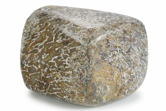 Polished Dinosaur Bone (Gembone) - Morocco #349576